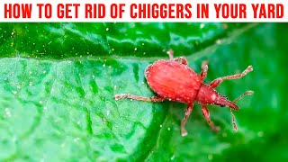 How to Get Rid of Chiggers in Your Yard (Red Bugs, Harvest Mites, Berry Bugs)