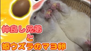 ファンシーラットの可愛いお・な・か♪と姫ウズラの卵をマヨネーズにする