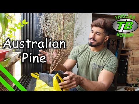 Australian Pine -  Training Nursery Tree into Bonsai