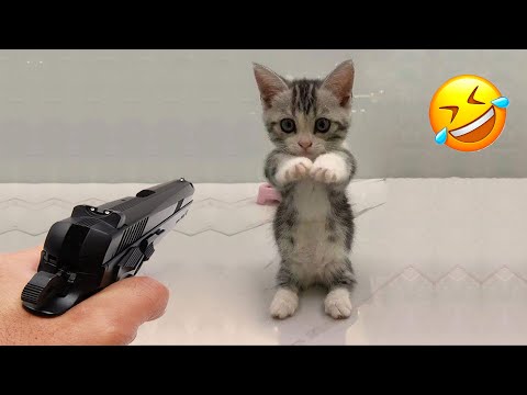 New Funny Animals 2024 😻🐶 Funniest Cats and Dogs Videos PART 10