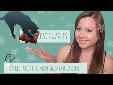 Food Puzzles for Cats