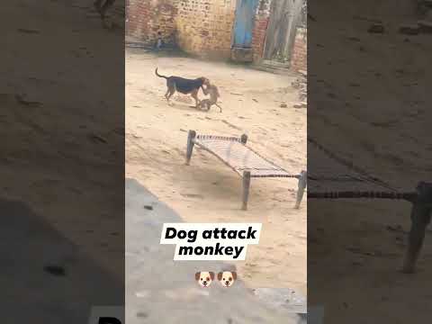 Dog Attack Monkey #shortsfeed #shortsyoutube #animal #shortvideo #short #status