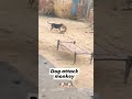 Dog Attack Monkey Shortsfeed Shortsyoutube Animal Shortvideo Short Status