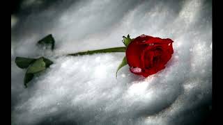 When The Snow Is On The Roses