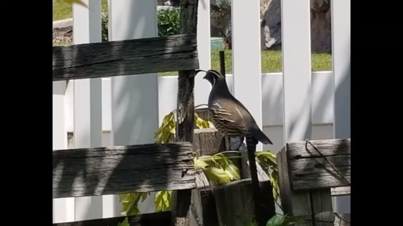 Landscape Design Tips for Beginners, Site Analysis: Environmental Issues