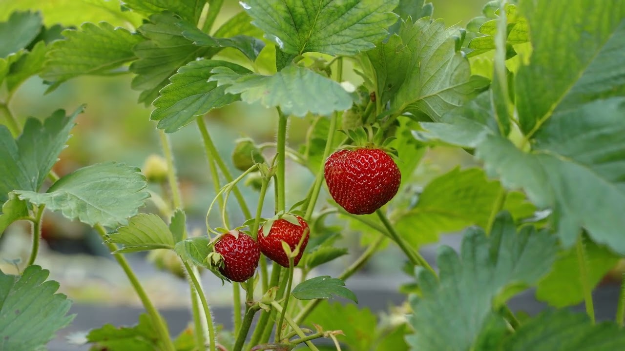 What feels like the end is often the beginning  | lofi hip hop mix ~ lofi beats to study / chill