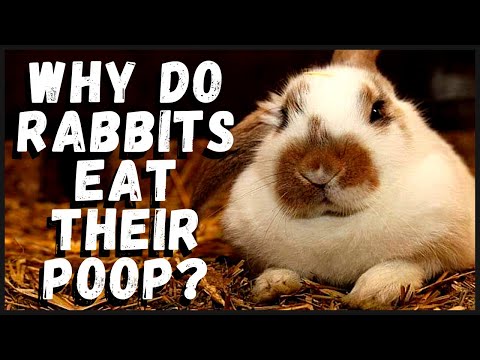YouTube video about: Why do rabbits lay in their poop?