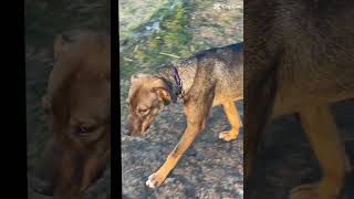 Video preview image #1 German Shepherd Dog-Vizsla Mix Puppy For Sale in Huntley, IL, USA