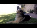 Hiliarious German Shepherd howling with the fire trucks