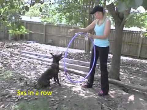 Beebe(video in bio), an adopted Pit Bull Terrier in Little Rock, AR_image-1