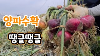 양파 수확 오래 보관 하려면