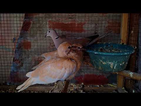 EURASSIAN COLLAR DOVE AND TANGERINE B1 CHICKS