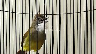 Download lagu SUARA BURUNG : Cucak Jenggot Gacor Panjang Mantap jeda 5 detik mp3