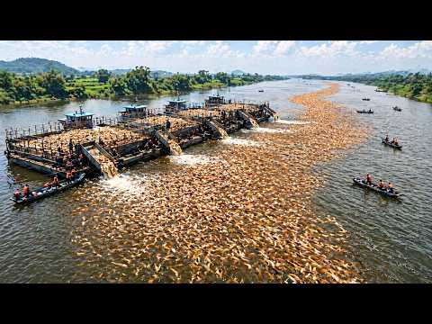 How China Built a Billion-Dollar Industry From America’s Most Hated Fish