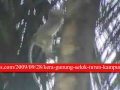 Kawanan Kera Masuk Kampung Warga Cilacap Resah