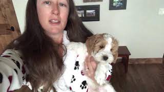 Potty Training Your New Puppy
