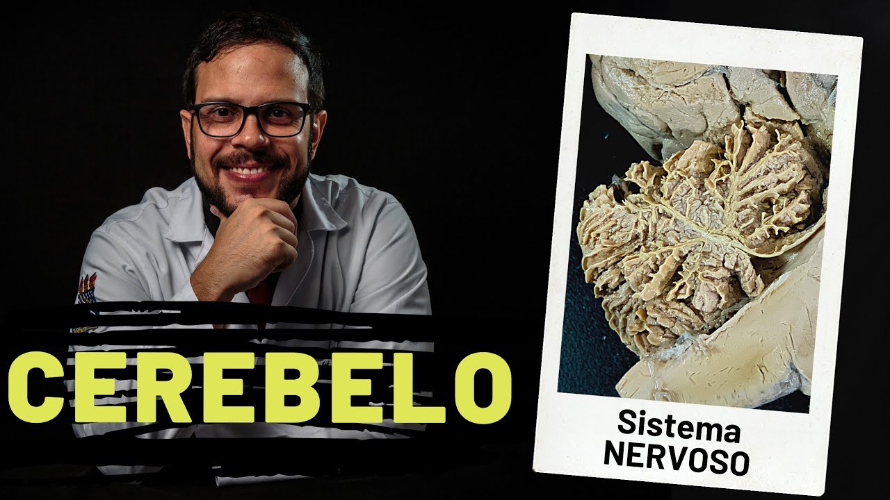 SISTEMA NERVOSO: CEREBELO - AULA PRÁTICA COM PROF. ANDRÉ OLIVEIRA
