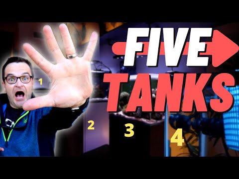 5 Aquariums, Reef Tank, Fish Meds, Stray Voltage, $500 LEDs: The Gallery Episode 07