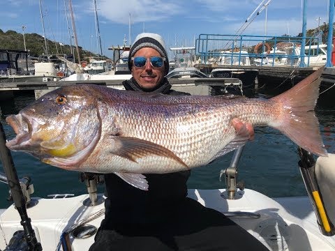 dentice gigante a traina con il vivo