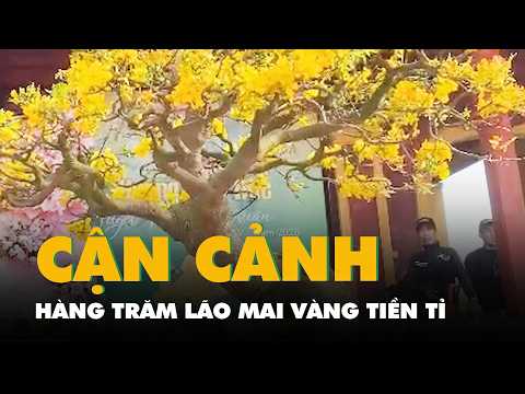 Cận cảnh hàng trăm lão mai vàng tiền tỉ khoe sắc bên sông Hương