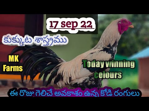 17 sep 22 kukkutasastram jaamulu winning colour update in Telugu | daily kukkutasastram by mkfarms