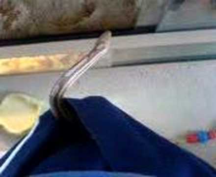 Is that a snake in your pocket?