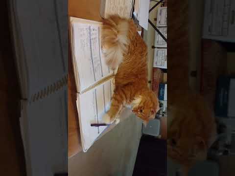 Rusty kitty knocking them off