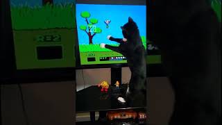 I Taught My Cat To Play Duck Hunt- Gamer Cat