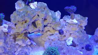Download lagu My Fluval Roma 200. Converted to a reef tank. Fluval 2.0 Marine & Reef LED mp3 Download lagu My Fluval Roma 200. Converted to a reef tank. Fluval 2.0 Marine & Reef LED mp3
