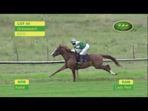 LOT 40 - GREASEPAINT (Kahal - Lady Red) (Colt)