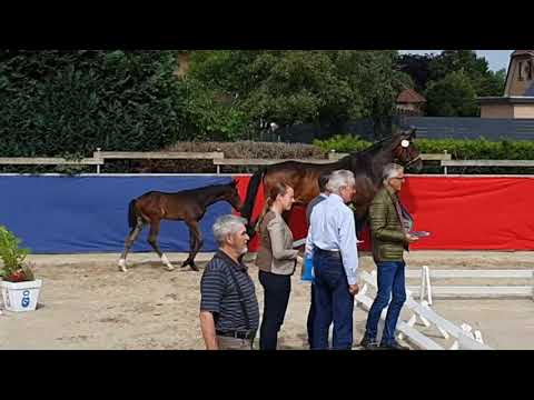 Hengstfohlen von Dimaggio Black x Rock Forever vom 01.06.2021