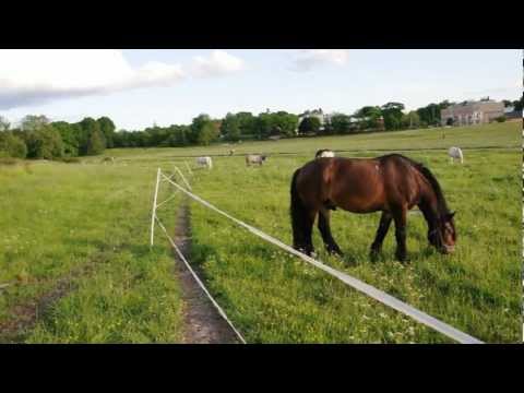 Gärdet (DSC_4743.AVI)