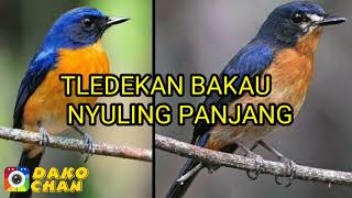 Download lagu MASTERAN TLEDEKAN BAKAU NYULING PANJANG || CIRI KHAS SUARA TLEDEKAN BAKAU mp3