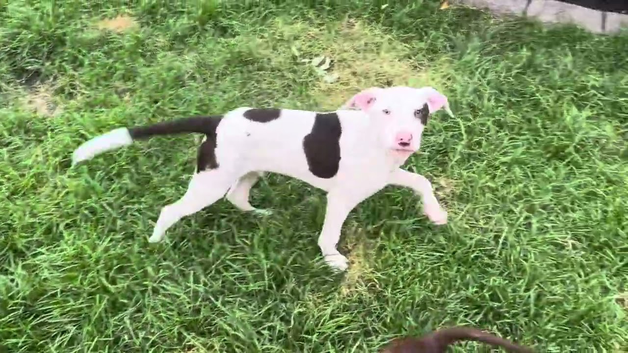 Tunnel, a Adoptable mixed breed in St. Peters, MO video 6/6