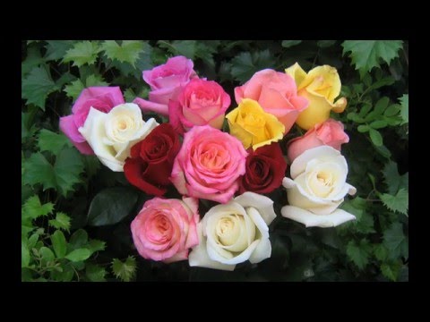 Даниела Тракова - Върти бръснарю четката