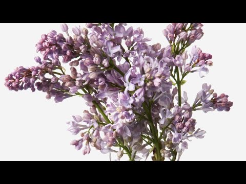 [FREE] NewScience x Poolboyz x Ringtone Type Beat (prod. sleepingforyears)