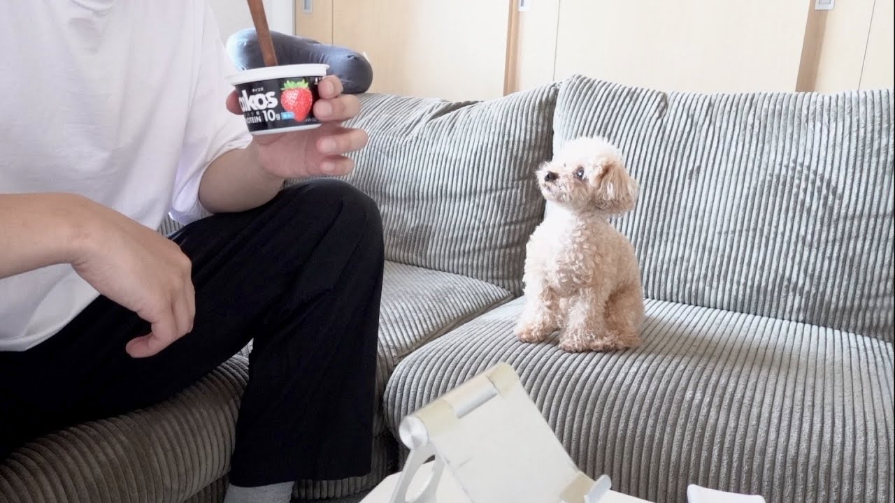 飼い主だけおやつを食べることは許されない