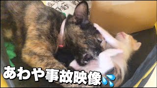 【貴重映像】子猫に遊びを教える親猫の本気度がやばい[妊娠した野良猫がうちで子供を産んじゃった]#8 【保護猫の出産】
