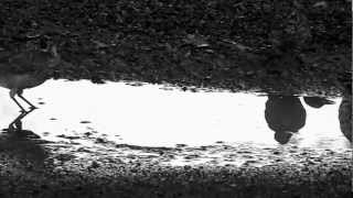 THELONIOUS MONK "Solitude"