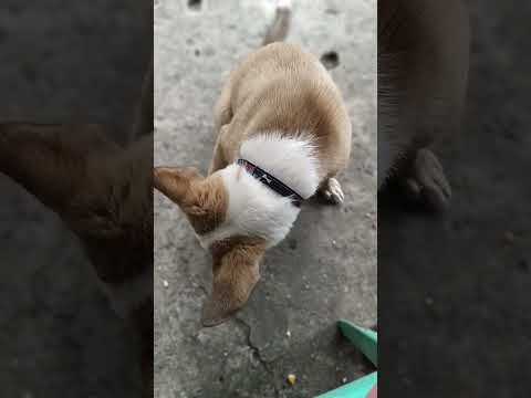 #highlights #food #marichuvlog #yummy #shortvideo #dog #doglover