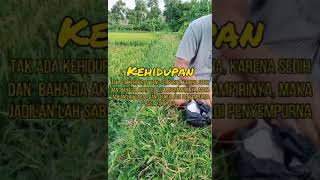 Download lagu story' wa nyantai di sawah mp3