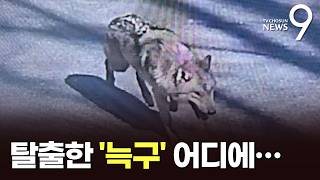 '탈출 60시간째'…굶주림이 맹수 본능 깨울까? [뉴스9]