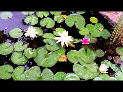 How to Build a Garden Pond: Steve's Pond Update