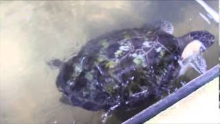 preview picture of video 'Sea Turtle Hatchery'