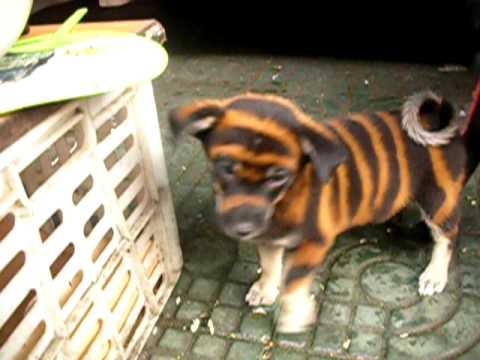 Bengáli tigris kisebb változatban