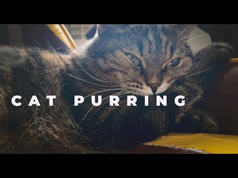 Fall Asleep in 5 Minutes with Loud Cat Purrs | Kesha the cat