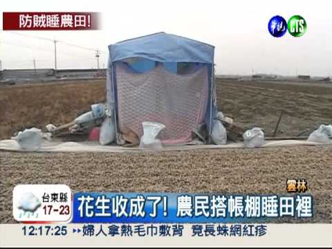 花生價格狂飆 農民睡田裡守夜!