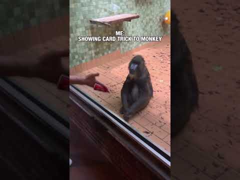 Monkeys reacting to card tricks - Internet vs. Real life