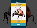 ladybug - 瓢虫 video thumbnail