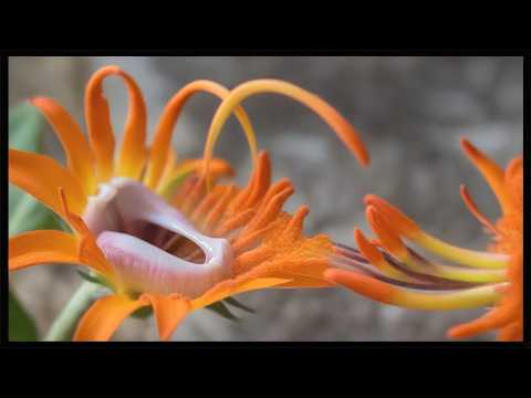 New Machine Music (No. 1-03) ..... (26-02-04)